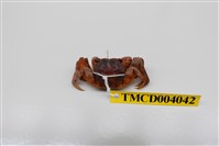 藏品(角額仿相手蟹)的圖片